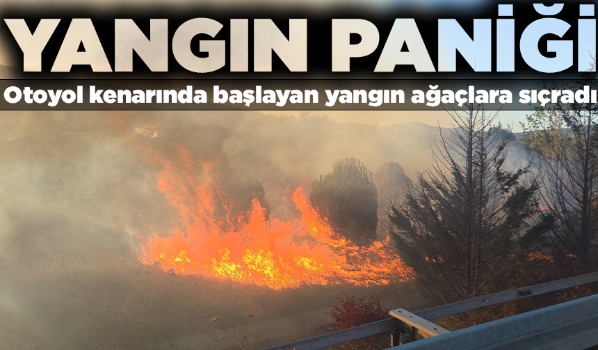 Otoyol kenarında başlayan yangın ağaçlara sıçradı