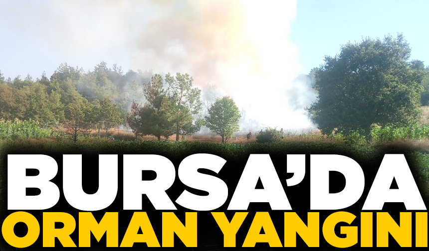 Bursa’da orman yangını