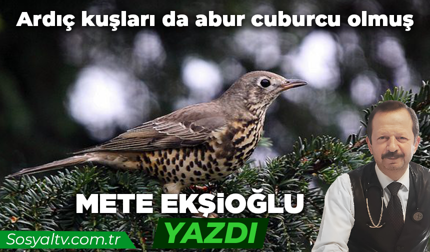 Ardıç kuşları da abur cuburcu olmuş