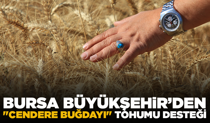 Bursa Büyükşehir'den "cendere buğdayı" tohumu desteği