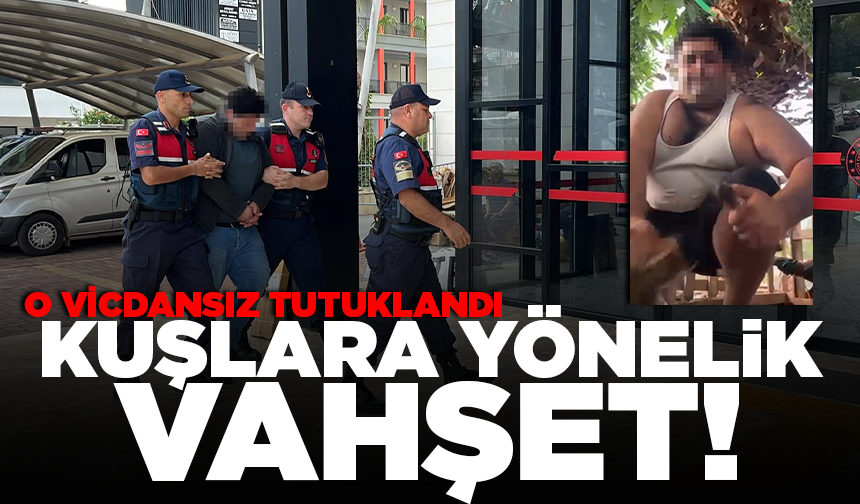 Alanya'da kuşlara yönelik vahşi eylemlerini kaydetti, o vicdansız tutuklandı