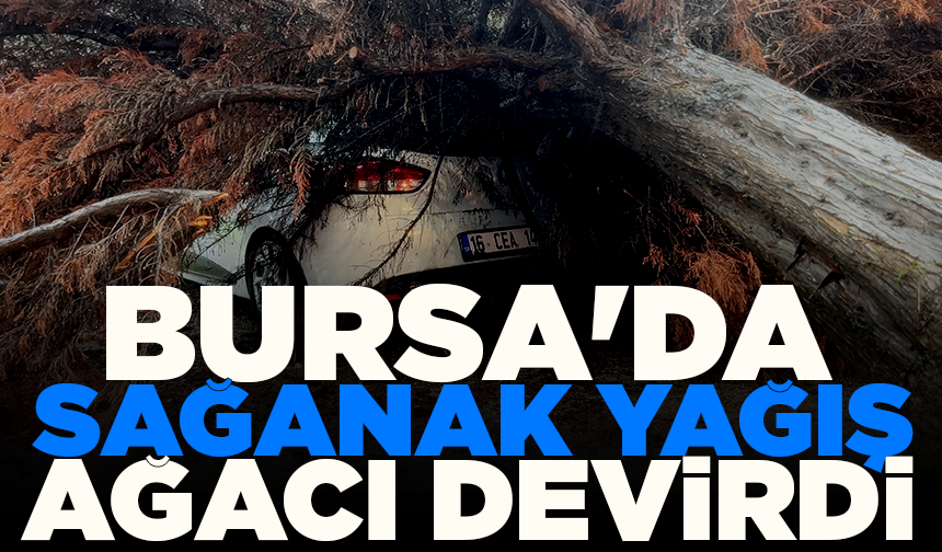 Bursa’da yağış sonrası korkutan olay! Ağaç otomobilin üzerine devrildi