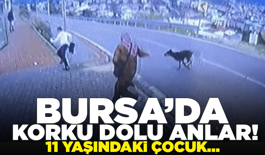 Bursa’da köpekten kaçarken yüksekten atladı, bacağı kırıldı!