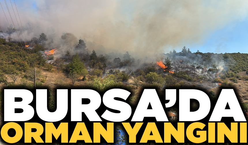 Büyükorhan'da orman yangını: Ekipler bölgeye sevk edildi