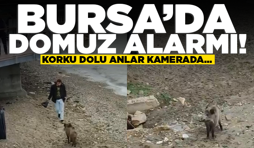 Bursa’da aç kalan domuz Mudanya sahiline indi
