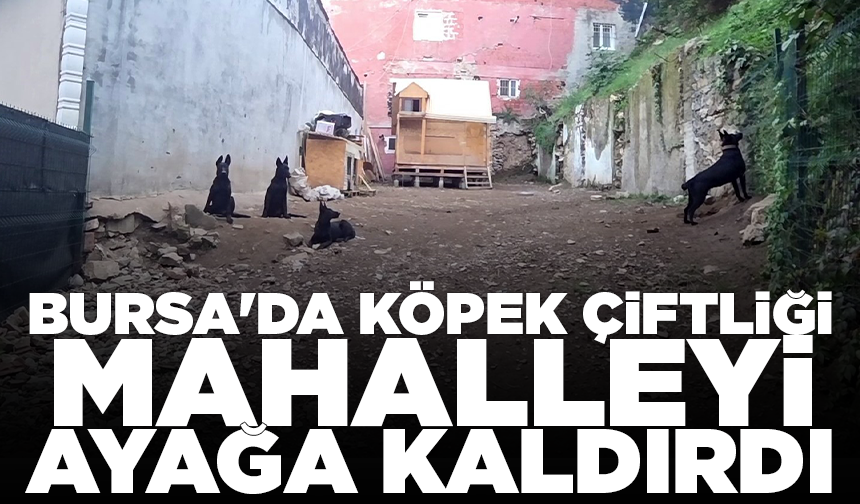 Bursa'da köpek çiftliği mahalleyi ayağa kaldırdı