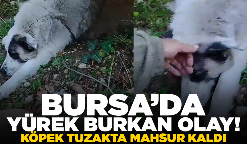 Ormanda tuzağa yakalanan köpeği arama kurtarma ekipleri kurtardı