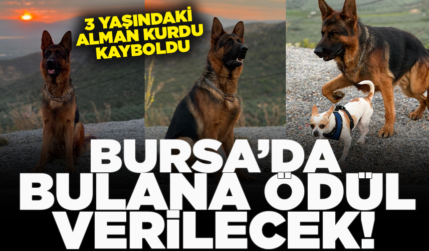 Bursa’da 3 yaşındaki Alman Kurdu kayboldu: Bulana ödül verilecek
