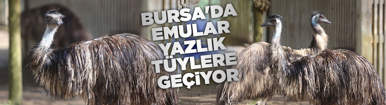 Bursa'da emular yazlık tüylere geçiyor