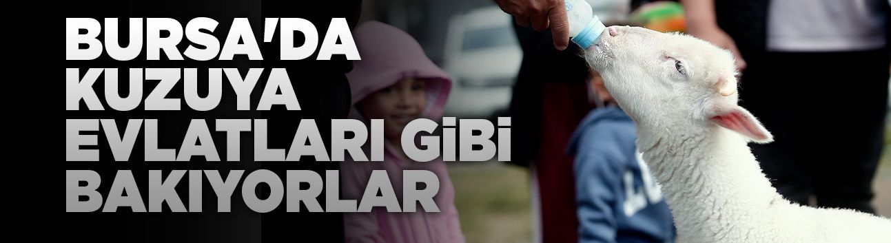 Bursa'da kuzuya evlatları gibi bakıyorlar