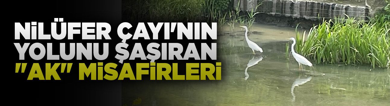 Nilüfer Çayı'nın yolunu şaşıran "ak" misafirleri