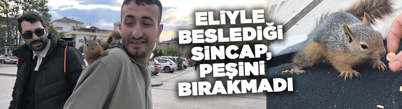 Eliyle beslediği sincap, peşini bırakmadı