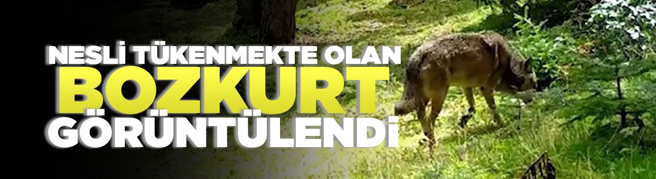 Bursa'da nesli tükenmekte olan Bozkurt, görüntülendi