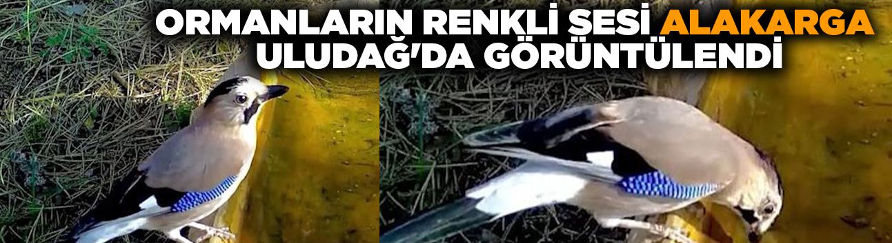 Ormanların renkli sesi alakarga Uludağ'da görüntülendi