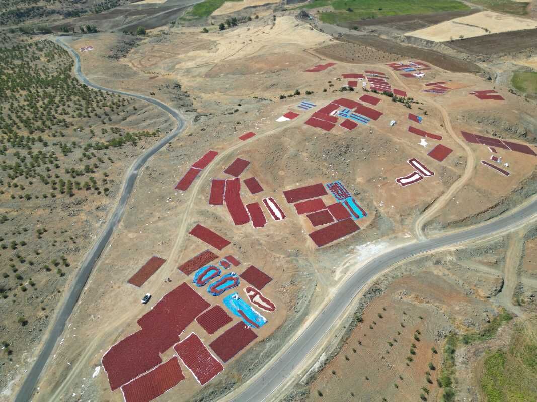 Sınırın sıfır noktası Kilis'te "en acı" hasat