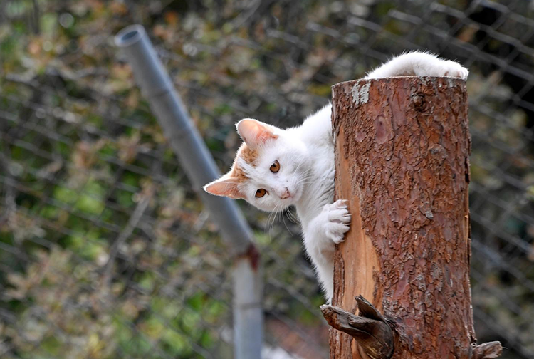 Kedi3