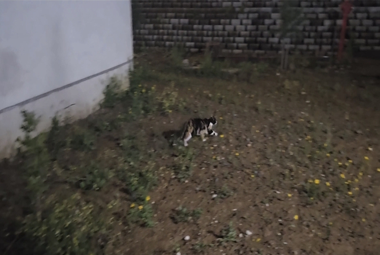 Kedi1-3