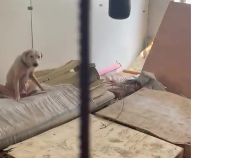 Köpek3-1