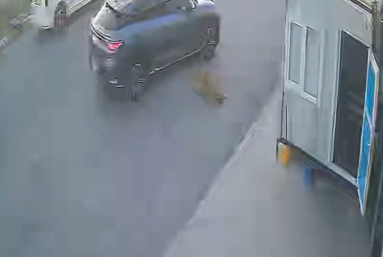 Köpeğe çarpıp durmadan kaçtı! Vicdanları sızlatan anlar kamerada