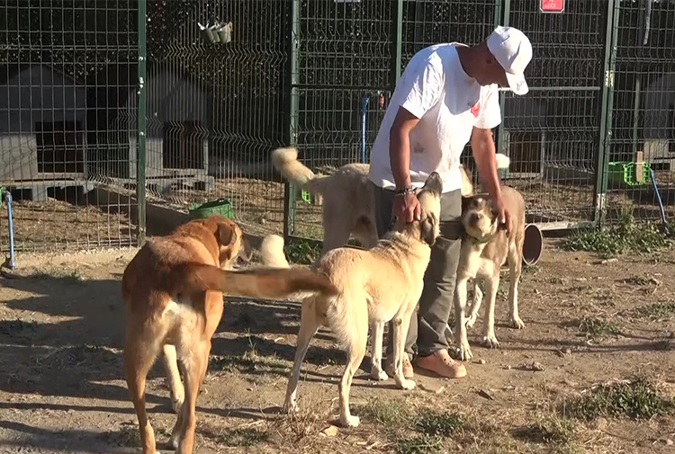 Köpek3-2
