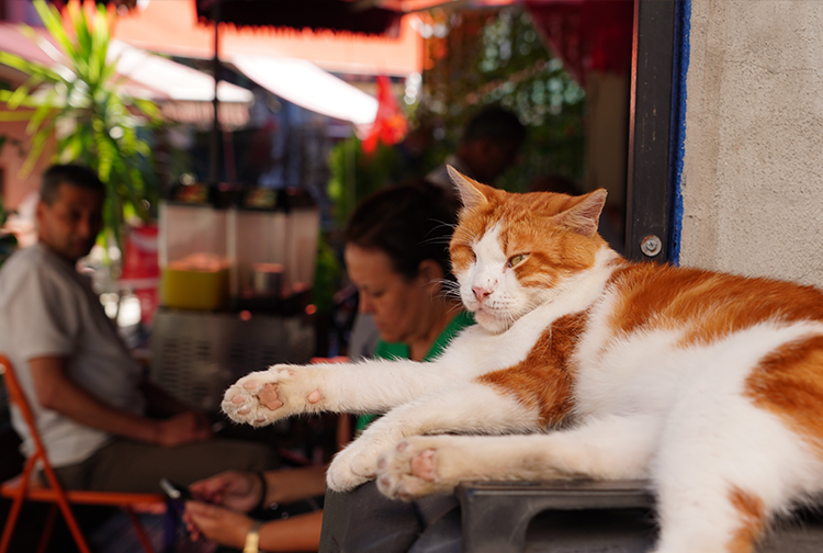 Kedi1-9
