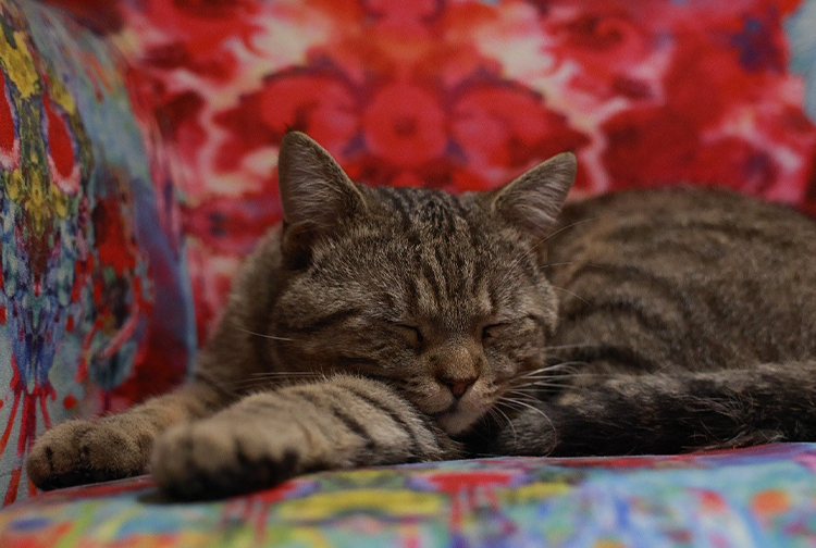 Kedi3-3