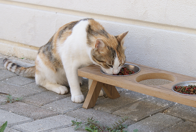 Kedi4